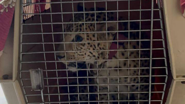 2c64c44d5921932db288c72efee4f124 Хозяйка мечтала о хищнике: как тигренок и леопард оказались на даче в Подмосковье