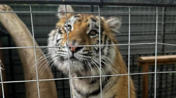 4466b7fc12166ac392a0a699f67792f9 Хозяйка мечтала о хищнике: как тигренок и леопард оказались на даче в Подмосковье